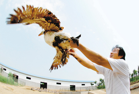 他让大雁在地面安家(组图)